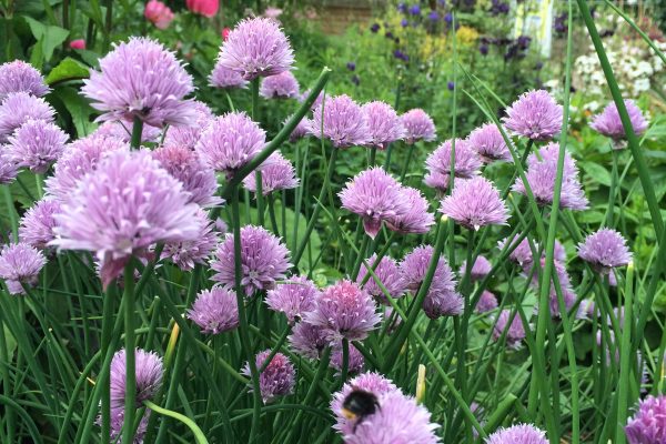 Bees attracted to the chives at the Martineau Gardens' herb beds