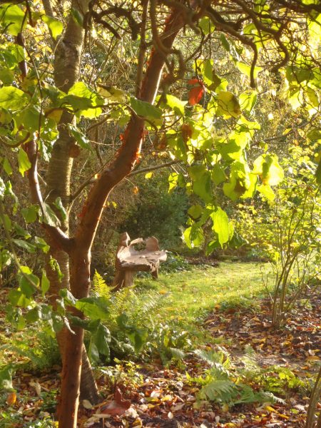 Sunlight shining on the Paperbark Maple, in our Winter Garden