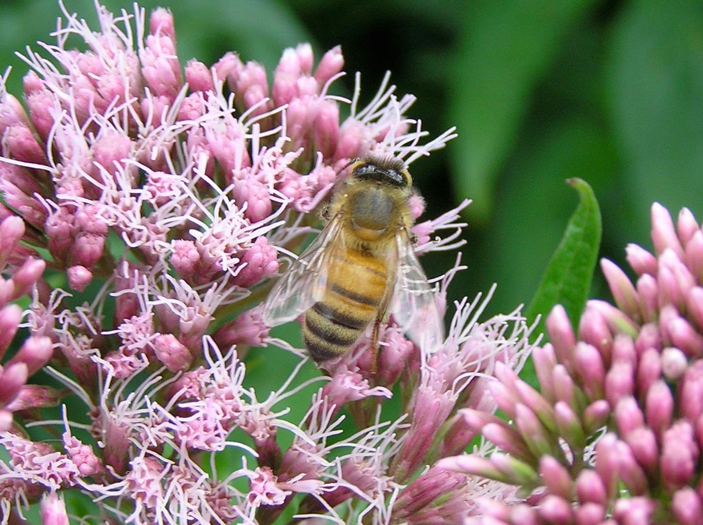 Beekeeping Taster Courses Martineau Gardens